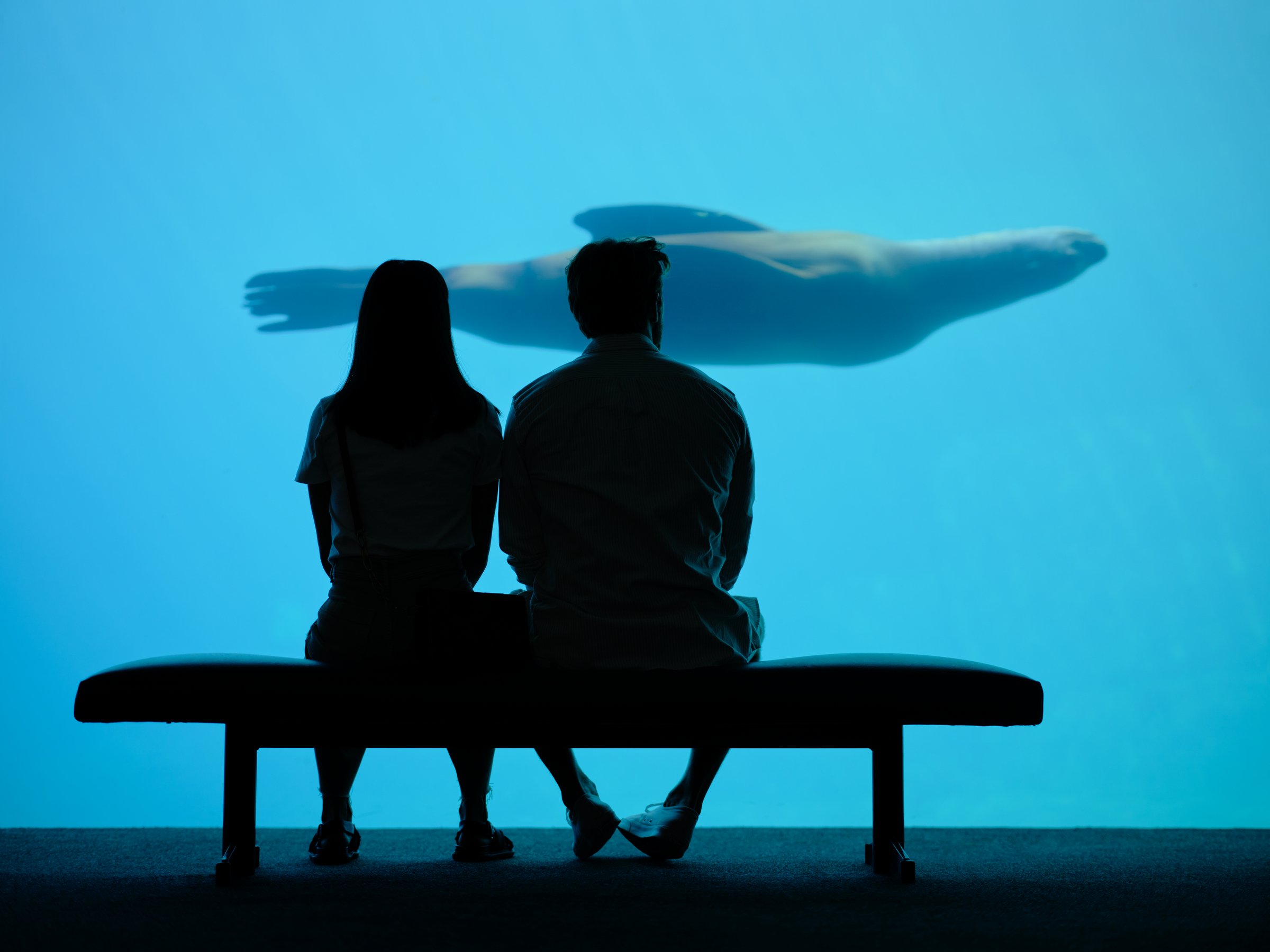 Couple watches sea lion swimming at Vancouver Aquarium | Destination Vancouver/Kindred & Scout