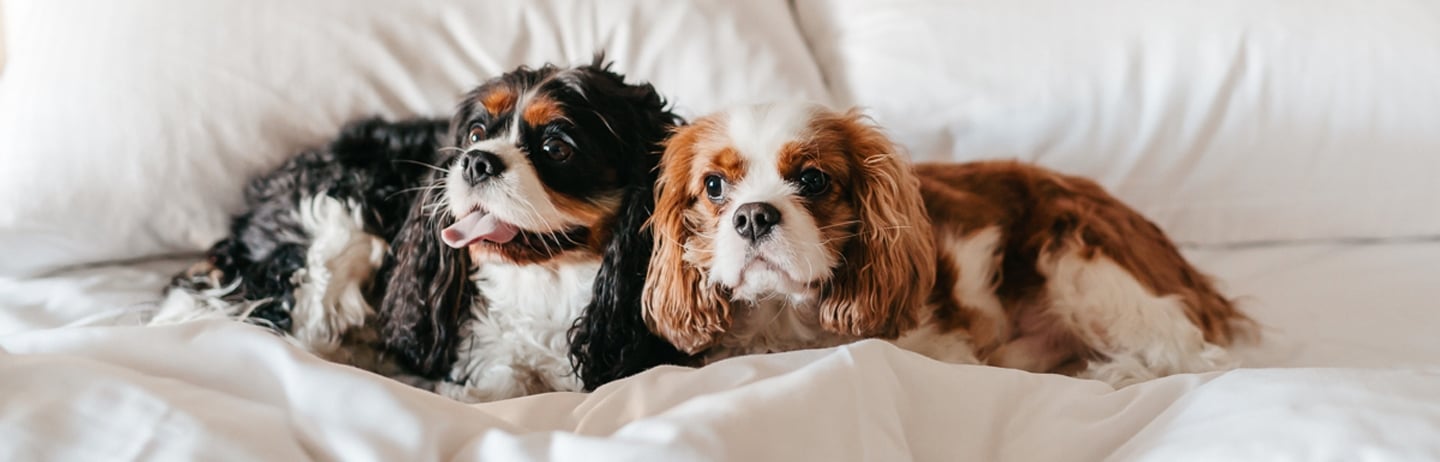 two puppies laying on a bed