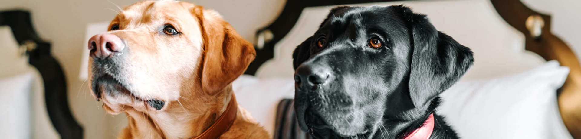 Two dogs, one yellow and one black, on a hotel bed