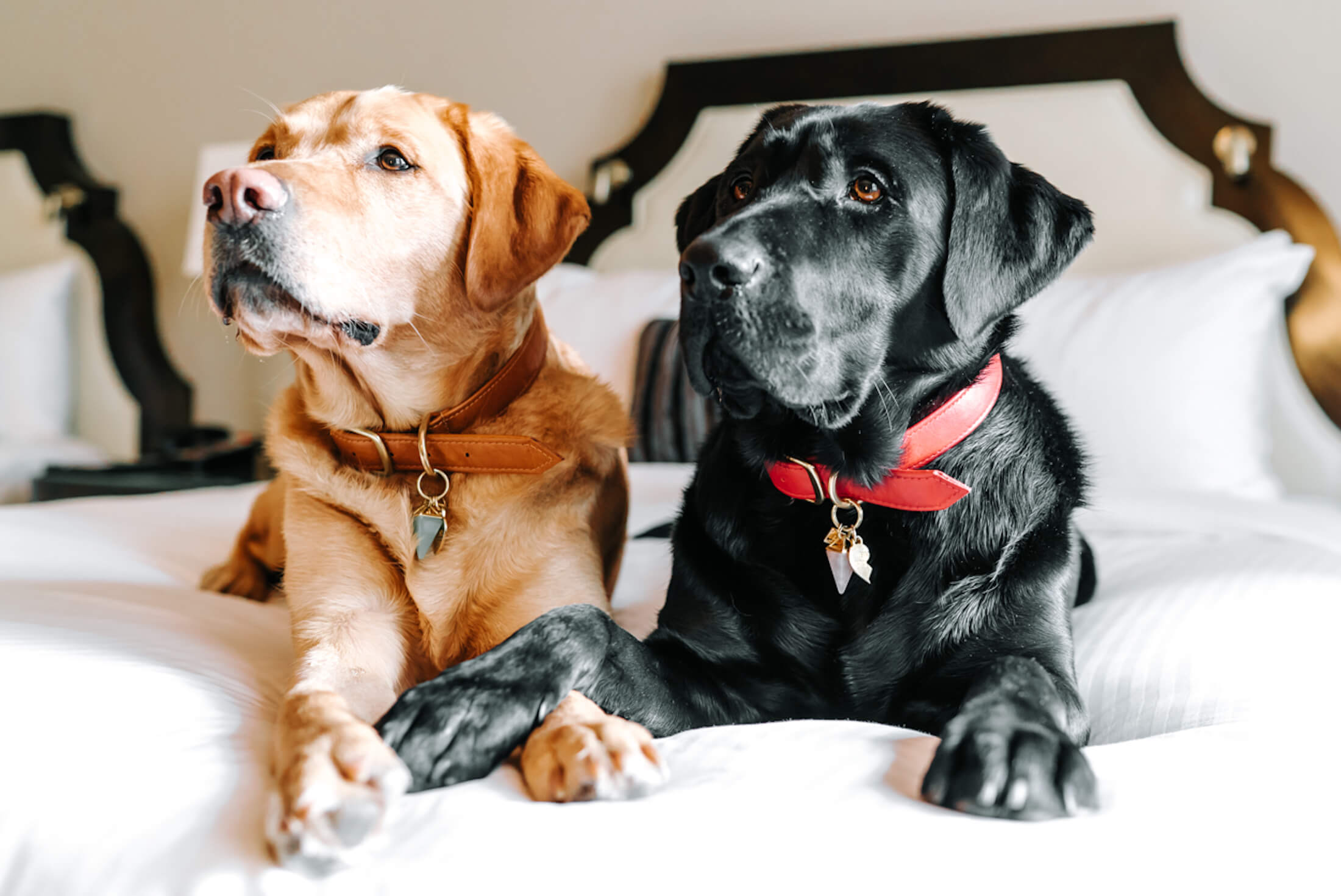 Two dogs, one yellow and one black, on a hotel bed