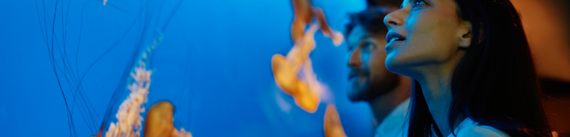 Woman looking at jellyfish at Vancouver Aquarium | Image: Destination Vancouver/Kindred & Scout