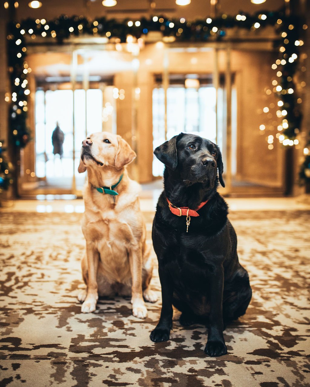 Hotel dogs Ella and Ellie with festive lights in Fairmont Hotel Vancouver's lobby