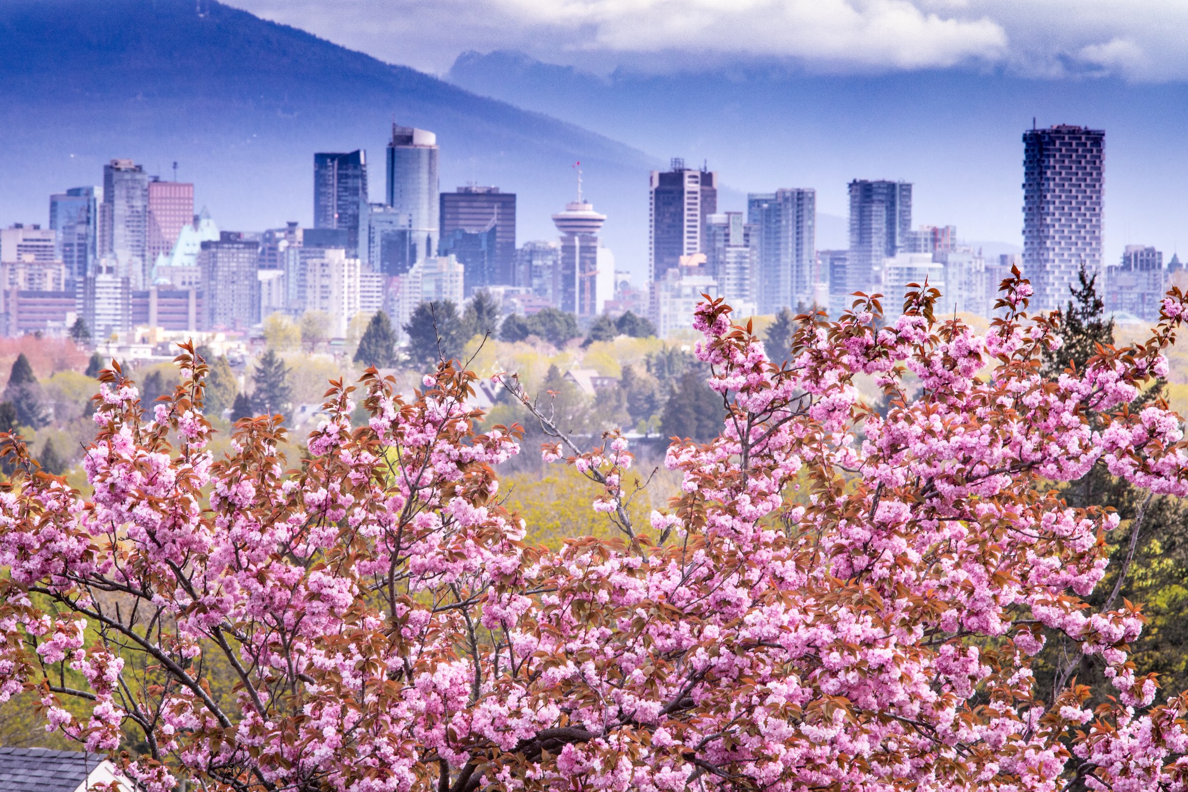 Cherry blossoms with downtown skyline in background Image: Destination Vancouver/Vision Event Photography Inc.