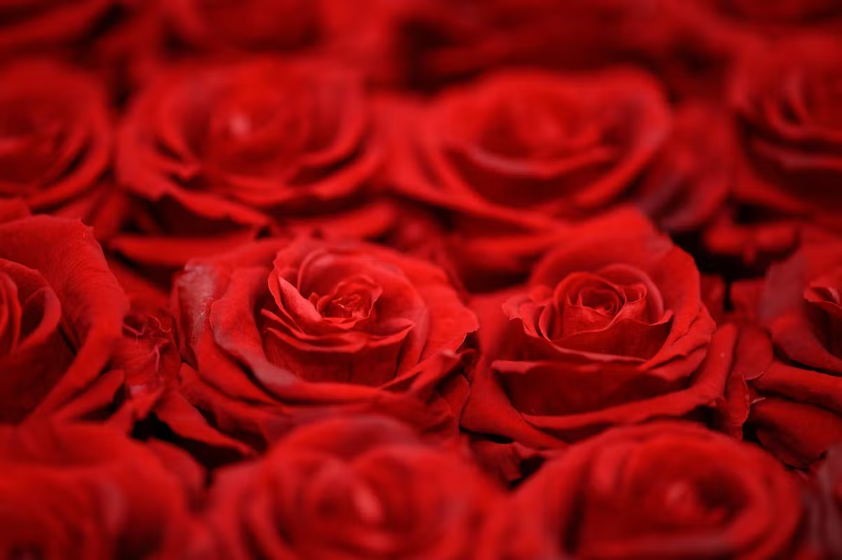 Up-close red roses